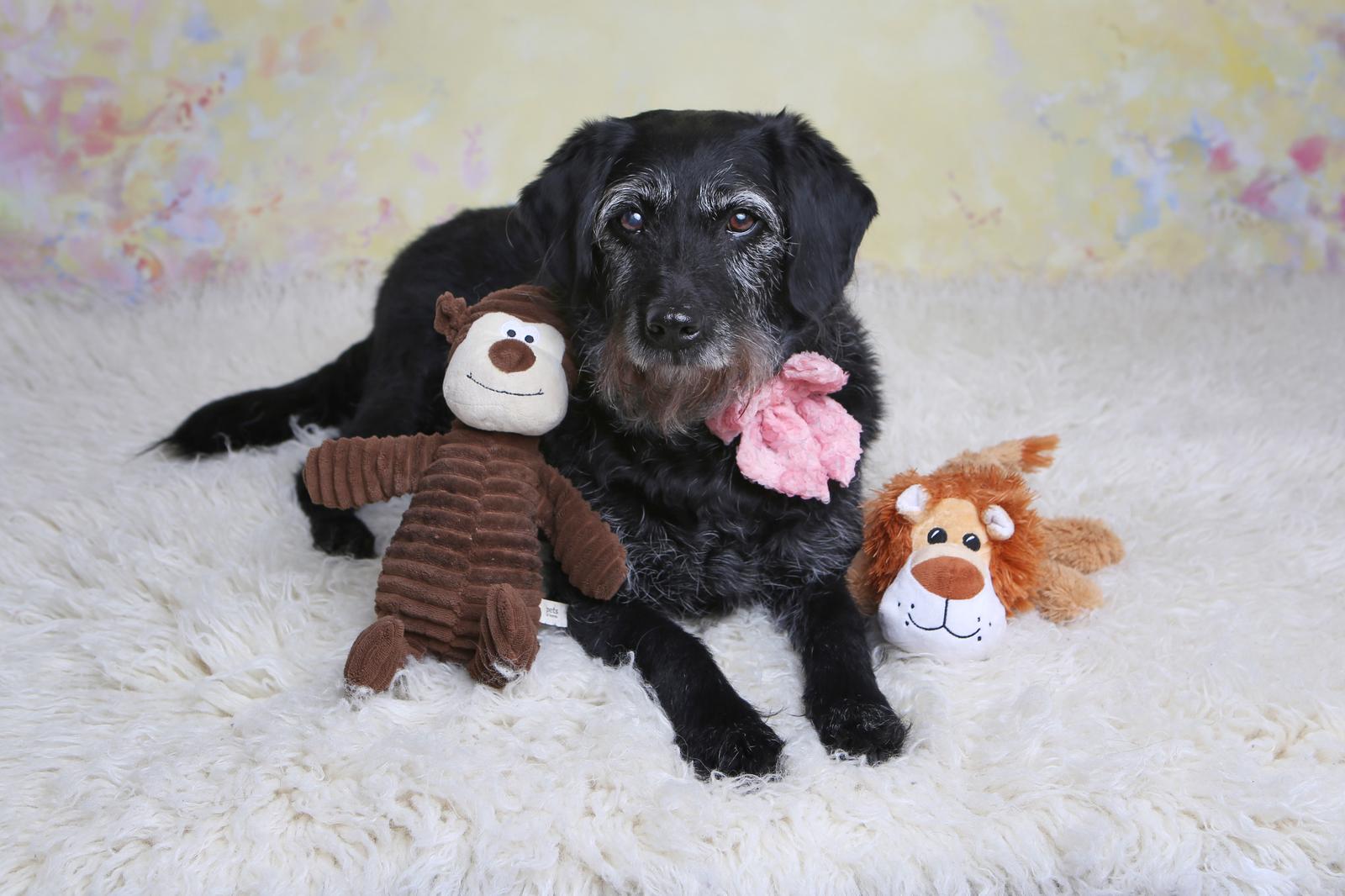 Dog Photoshoot - Belle